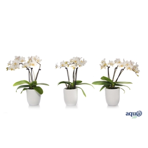 Hugo White Tiny Dolls Wit 3T18+ Aqu@