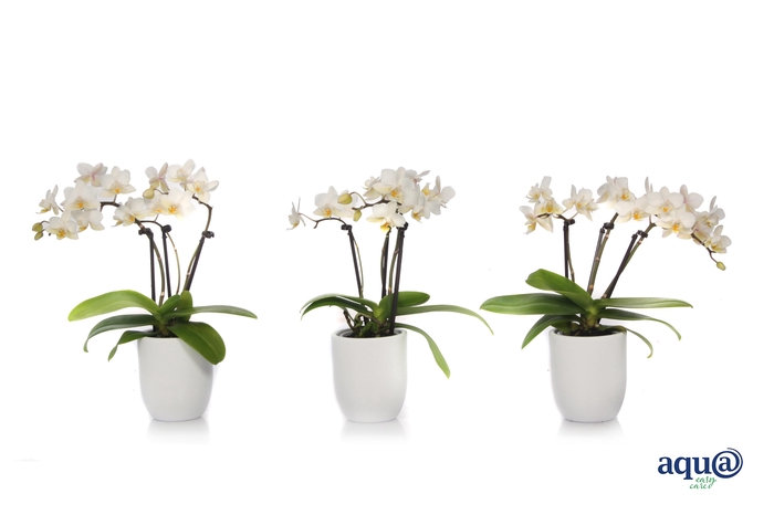 <h4>Hugo White Tiny Dolls Wit 3T18+ Aqu@</h4>