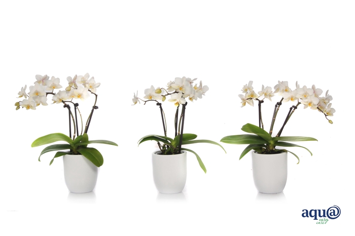 <h4>Hugo White Tiny Dolls Wit 3T18+ Aqu@</h4>