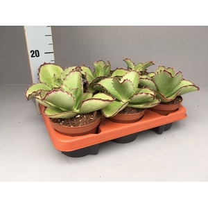 Kalanchoe   ...