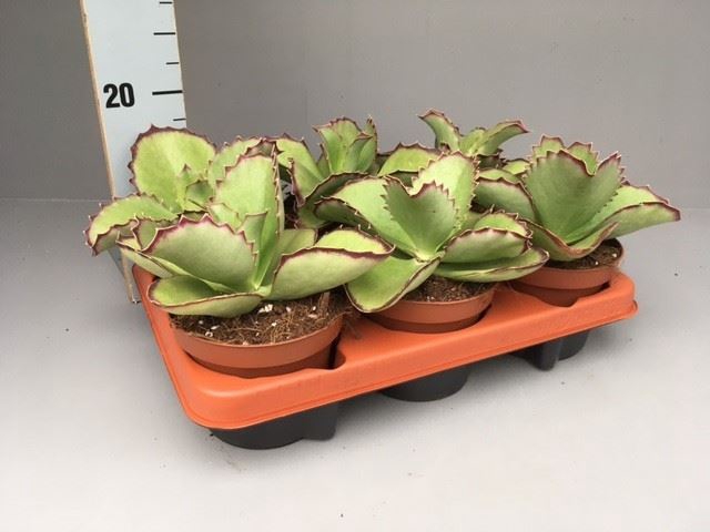 <h4>Kalanchoe   ...</h4>