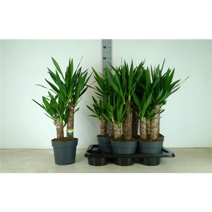 Yucca17cm2stam