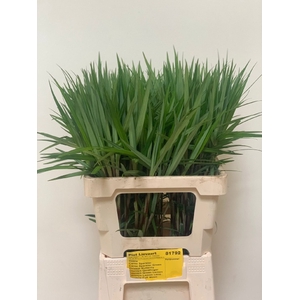 CAREX PH GR SPARKLER