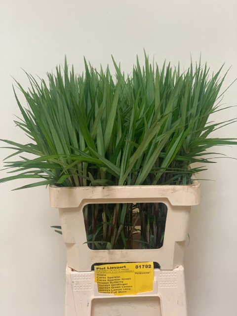 CAREX PH GR SPARKLER