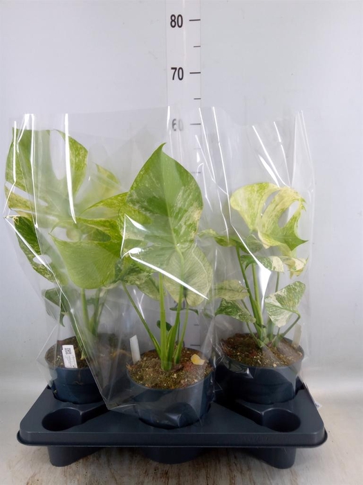 <h4>Monstera   ...</h4>