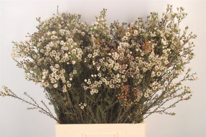 <h4>Chamelaucium Ella</h4>