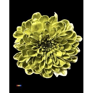 Chr T Altaj Moss Green