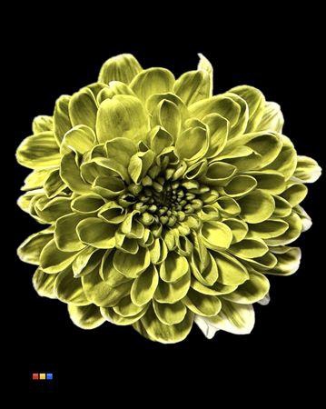 <h4>Chr T Altaj Moss Green</h4>