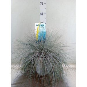 Festuca glauca 'Intens Blue'