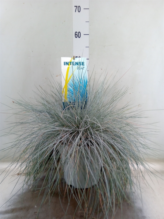 <h4>Festuca glauca 'Intens Blue'</h4>