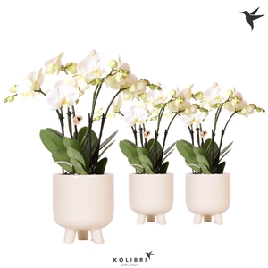 Kolibri Orchids Phalaenopsis Ghent 4spike in Gummy travertine