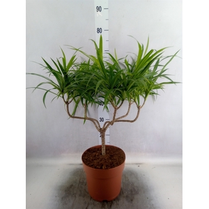 Dracaena refl. 'Anita'