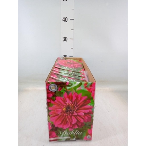 Dahlia   ...flowerbulbs