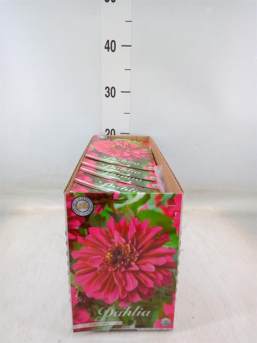 <h4>Dahlia   ...flowerbulbs</h4>