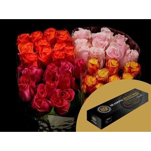 R Gr Zz Assorted Per 25 Box