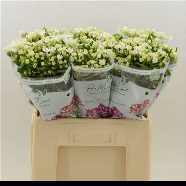 <h4>Bouvardia Royal White Verde</h4>