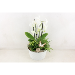 arr2 PL - Zink diamant schaal White Phal x2