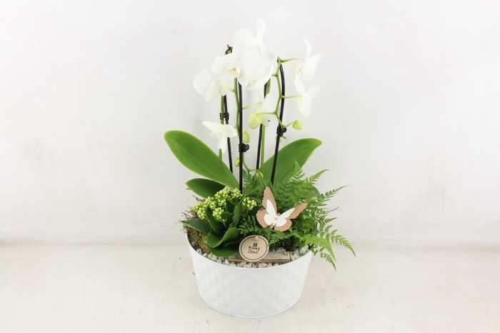 <h4>arr2 PL - Zink diamant schaal White Phal x2</h4>
