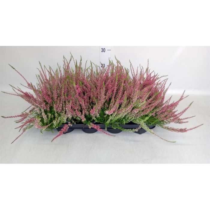 <h4>Calluna vulg. 'Garden G Athene'</h4>