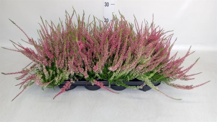 Calluna vulg. 'Garden G Athene'