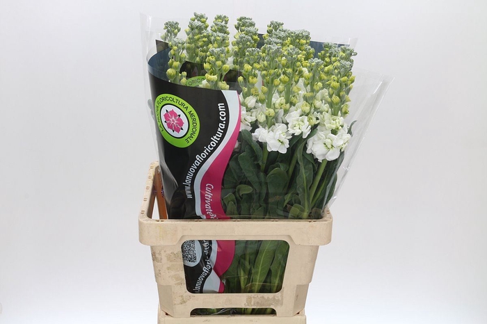 <h4>Matthiola incana "white" Italy</h4>