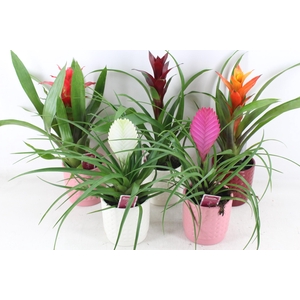 arr3 ZS - Bromelia bubble pot x8