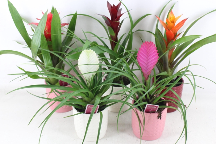 <h4>arr3 ZS - Bromelia bubble pot x8</h4>