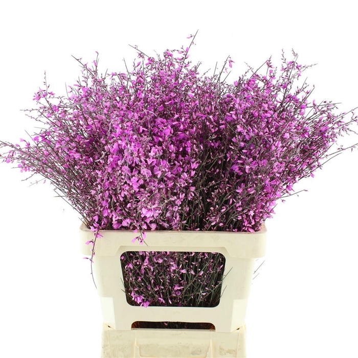 <h4>GENISTA KLB BS H%</h4>