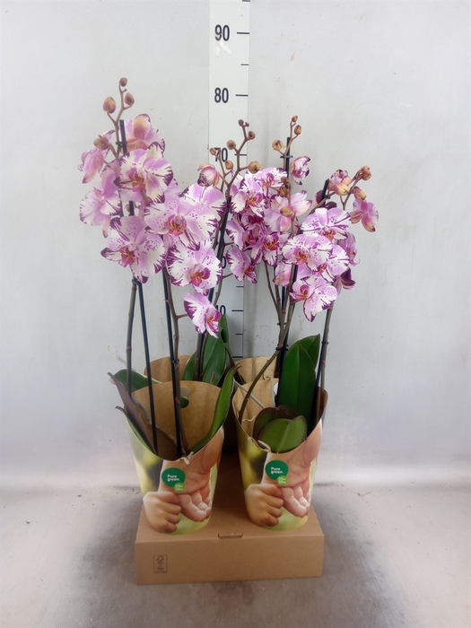 <h4>Phalaenopsis  'FC Magic Art'</h4>