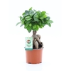 Ficus Ginseng