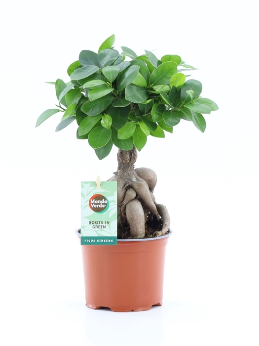 Ficus Ginseng