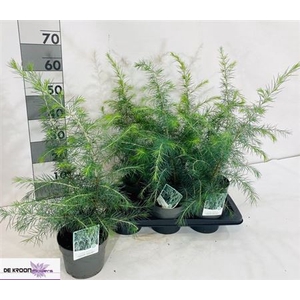 Cedrus Deodara