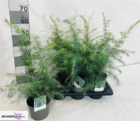 <h4>Cedrus Deodara</h4>