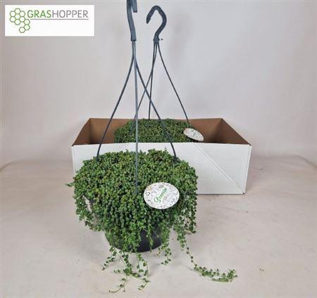 <h4>Senec Rowleyanus</h4>