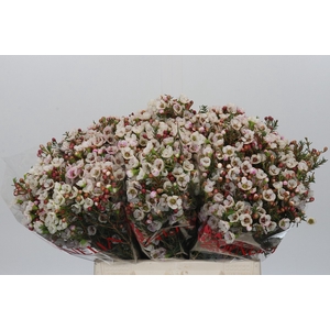 Chamelaucium Moonlight Delight