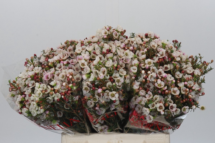 <h4>Chamelaucium Moonlight Delight</h4>