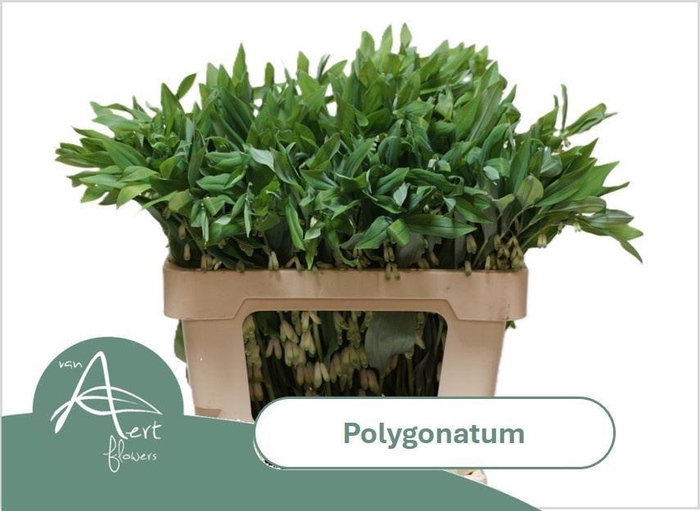 <h4>POLYGONATUM MULTIFLORUM POLYGONATUM</h4>