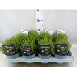 Thymus vulgaris 'Compactus'