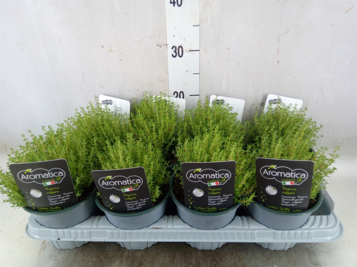 <h4>Thymus vulgaris 'Compactus'</h4>