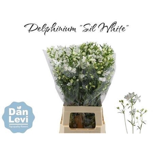 Delph En M Sil White