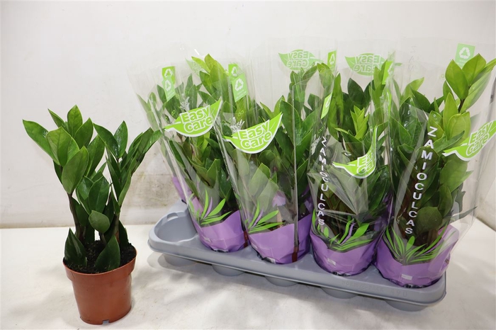 <h4>Zamioculcas Zamiifol</h4>