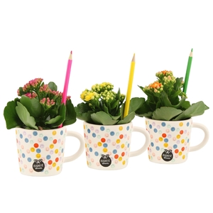 4501158: Love school Kalanchoe