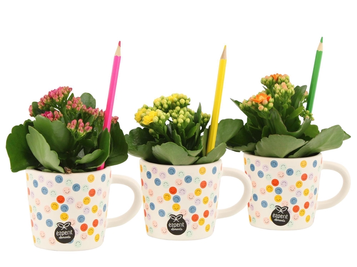 <h4>4501158: Love school Kalanchoe</h4>