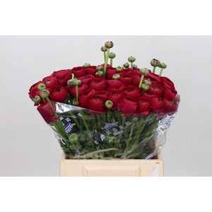 Ranunculus Clooney Passion Extra