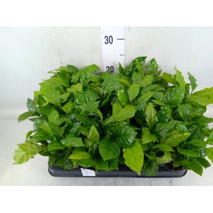 Coffea arabica