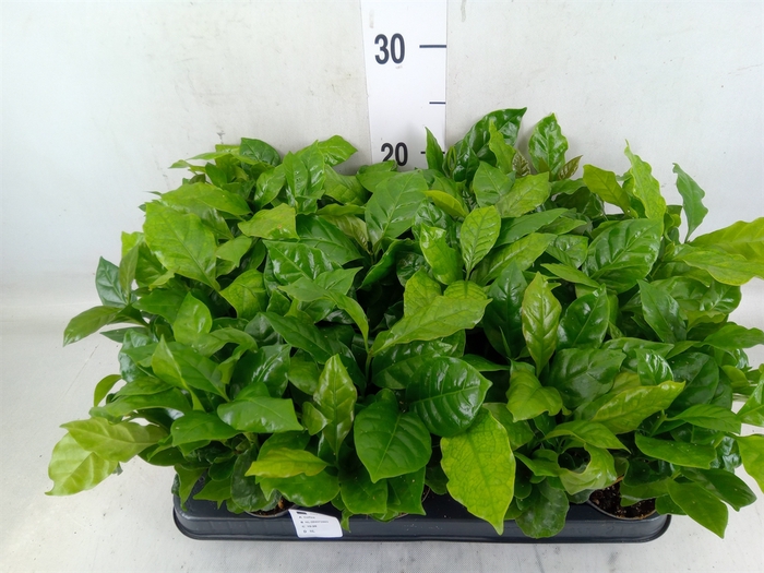 <h4>Coffea arabica</h4>