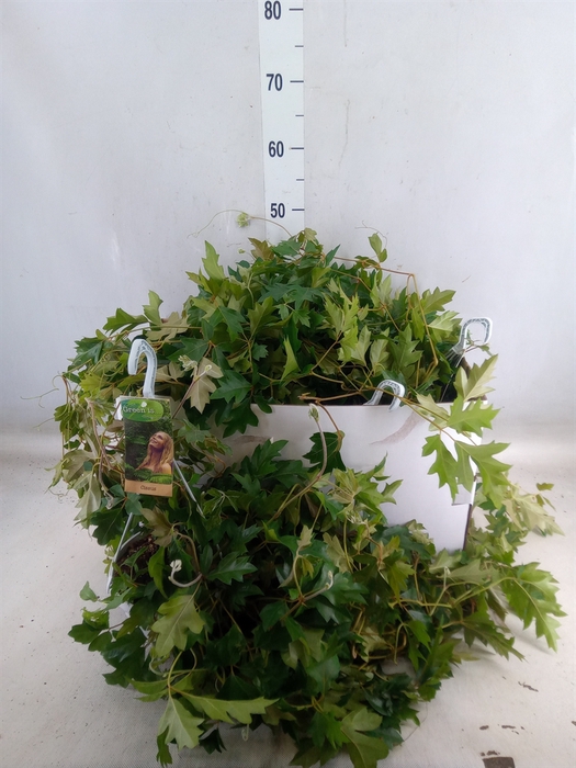 <h4>Cissus rhombifolia 'Ellen Danica'</h4>