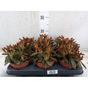 Succulents   ...