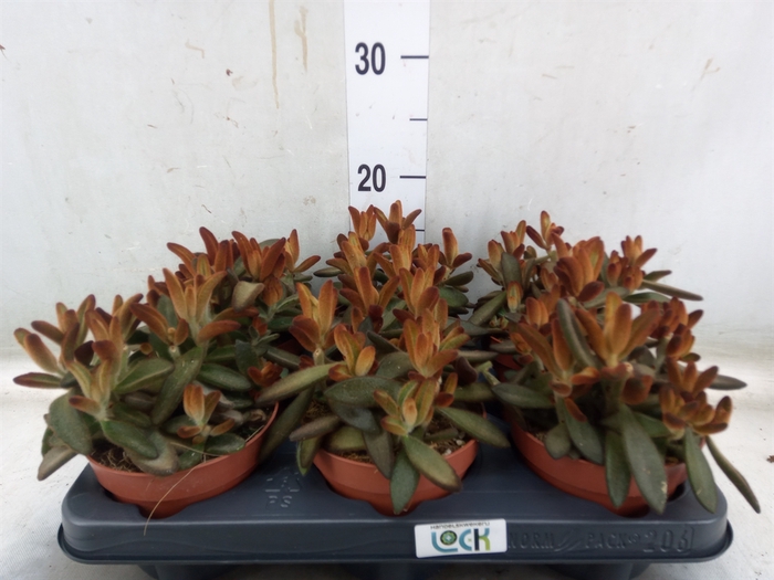 <h4>Succulents   ...</h4>