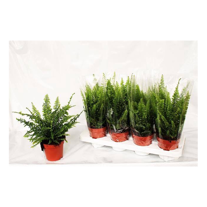 <h4>Nephrolepis exa. Green Lady 12Ø 35cm</h4>
